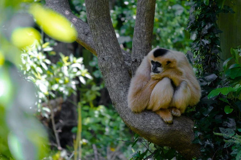 a monkey hanging from the tree and eating