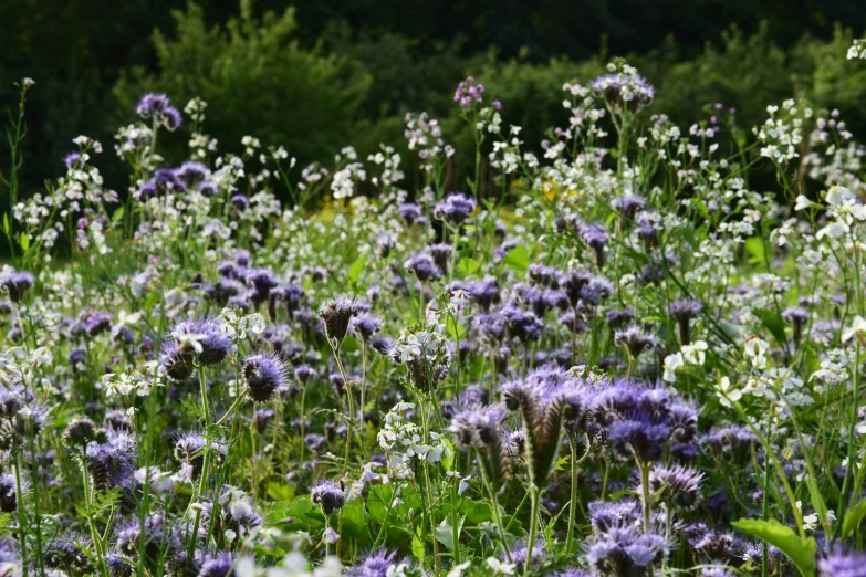 the field of flowers is full of wild flowers