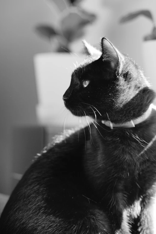 black cat with long whiskers in front of a potted plant