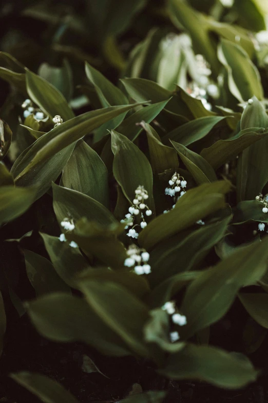 small flowers are shown on the leaves of a shrub