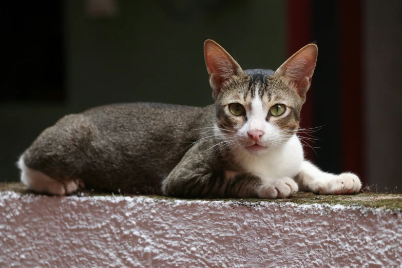 a brown and white cat sitting on the edge of a wall