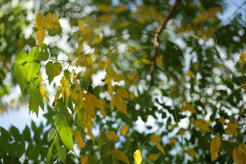 close up of the yellow leaves and green nches