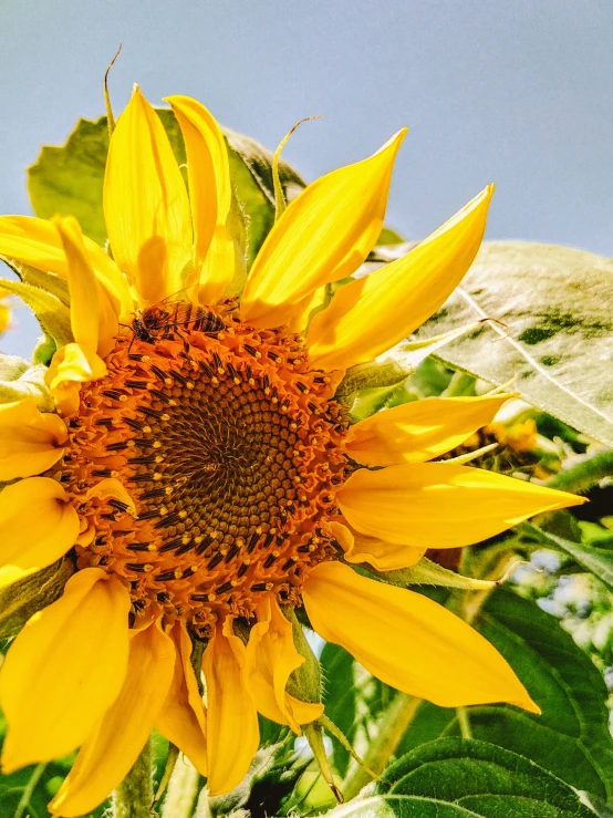 a large sunflower stands tall in a field