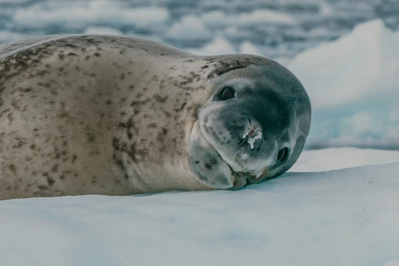 a seal is resting on the ice and snow