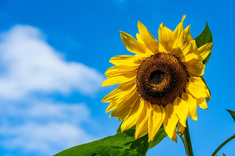 a single large sunflower with green leaves