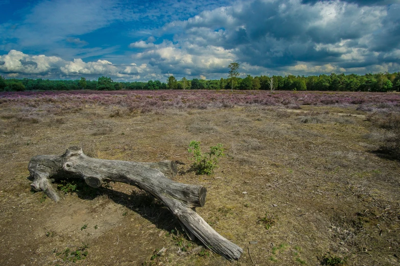 large piece of wood sitting in the middle of a field