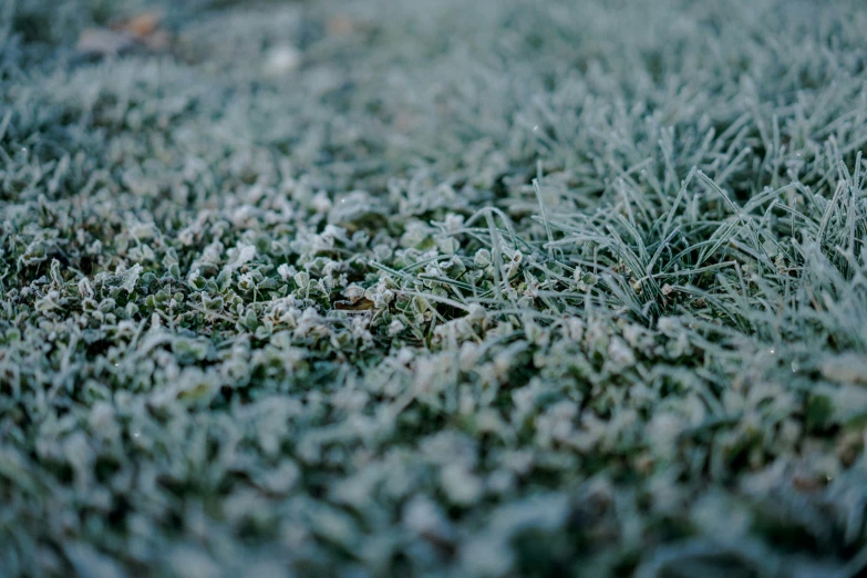 the grass is very green with little tiny leaves