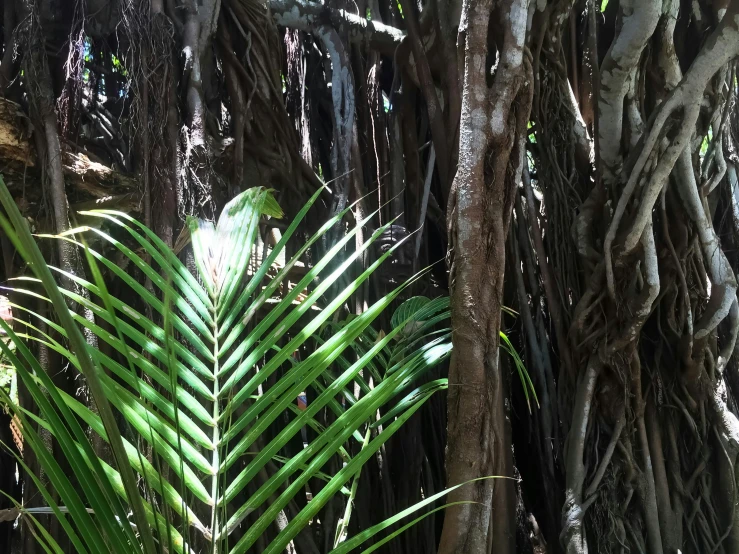 an evergreen tree in the jungle is filled with thin leaves