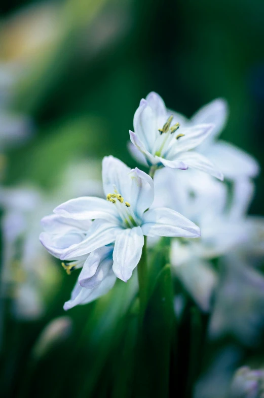 several white flowers are on the green stalk