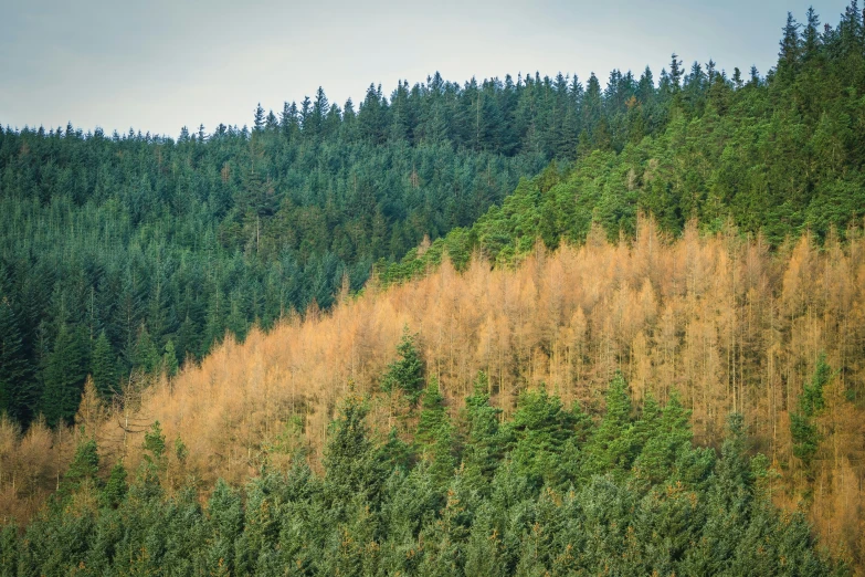 a hillside with trees and grass next to it