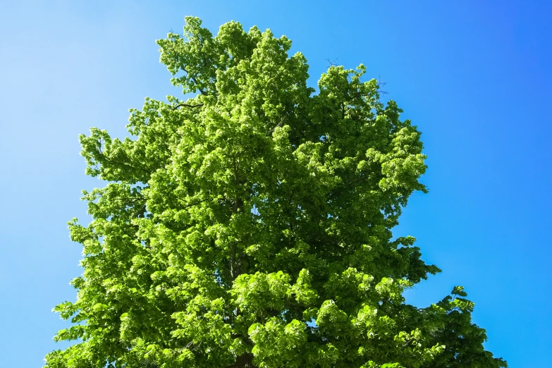 a large leafless tree stands tall against the blue sky