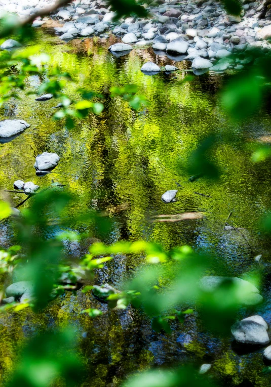 a river with stones and plants growing out of it