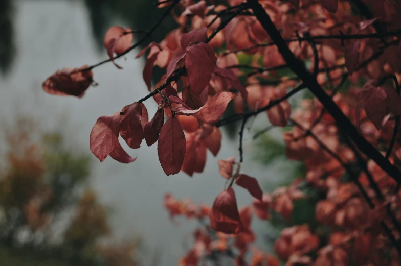 some pink leaves hanging on a tree nch