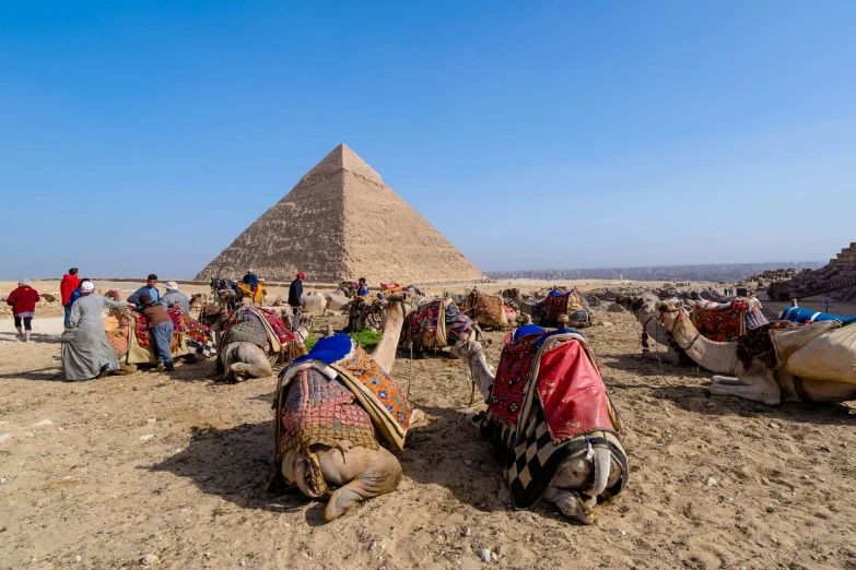 the camels have been made for riding the pyramids