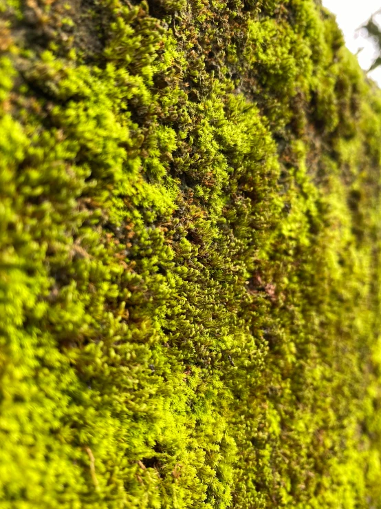 the background of a wall with moss growing on it