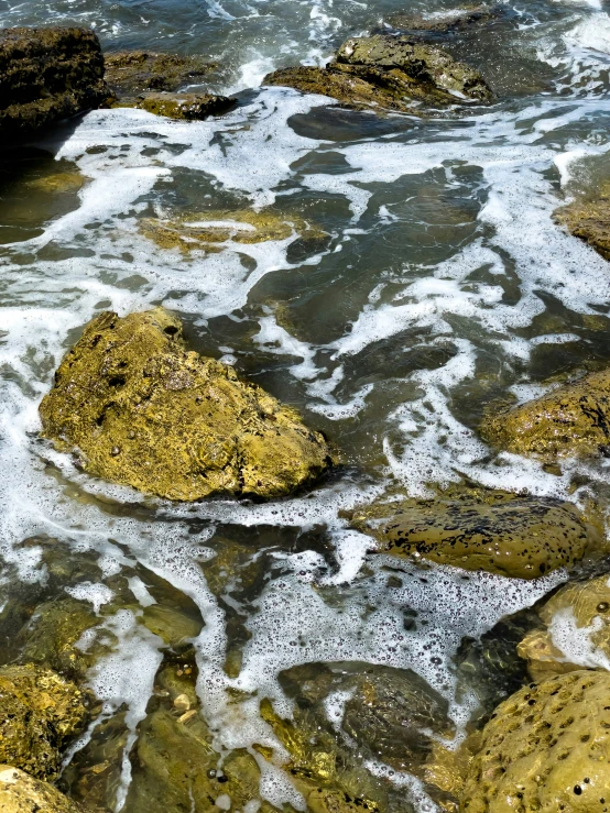 rocks covered in algae and algae at low tide