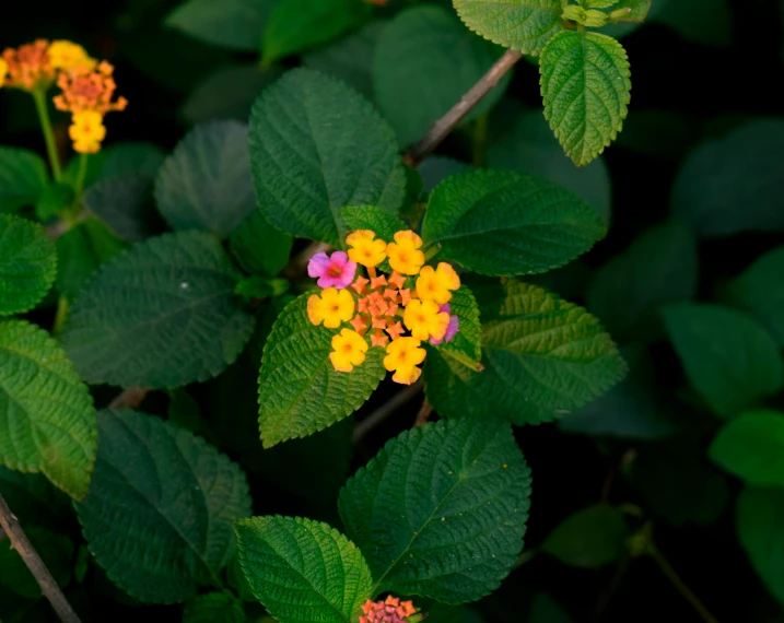 a colorful flower is blooming in the midst of green leaves