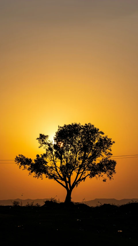 the silhouette of a tree and two birds flying over the horizon