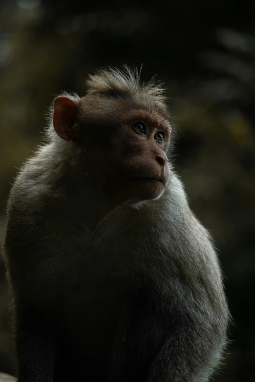 a monkey is sitting on a tree trunk and staring to the left