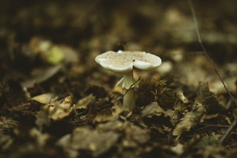 a small mushroom growing out of the leaves of the ground