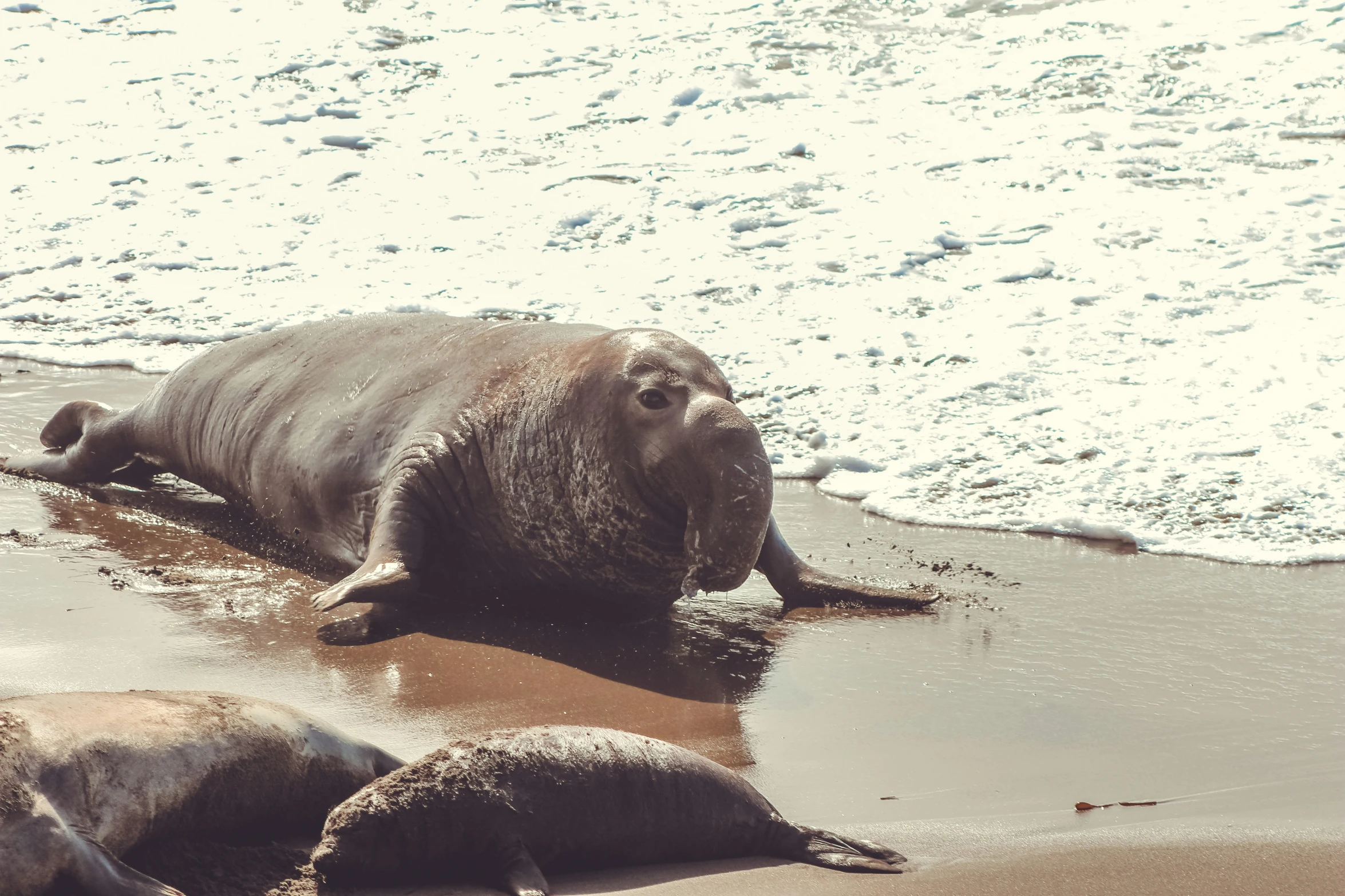 a few animals that are laying down in the water