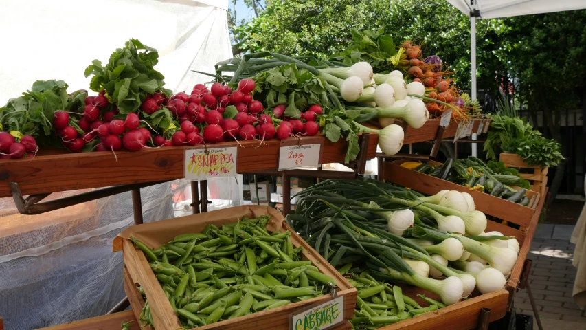 vegetables on display in wooden boxes in a garden