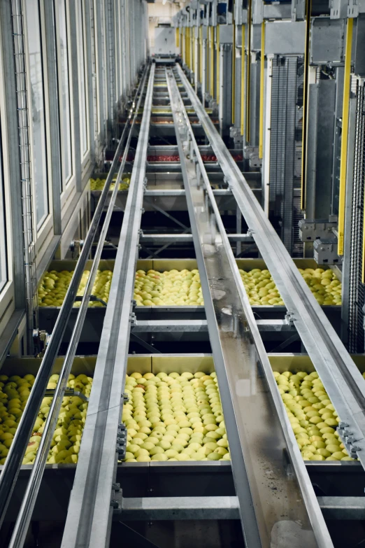 yellow bananas in a processing machine inside a building