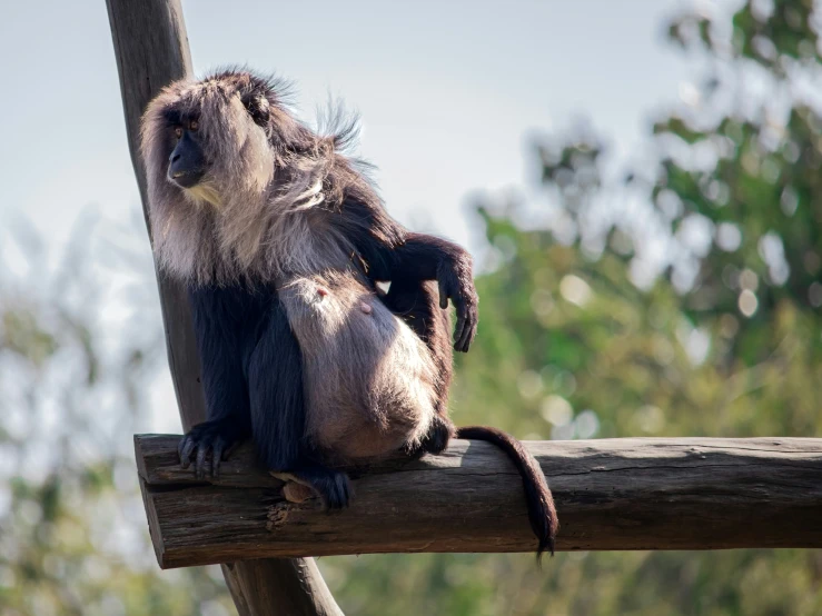 a monkey sitting on top of a wooden nch