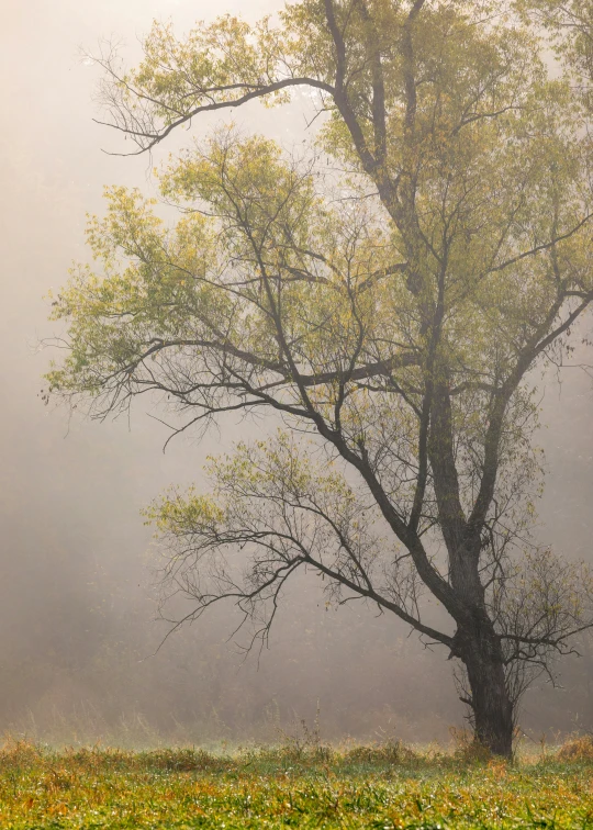 an umbrella sits near a single tree in the fog