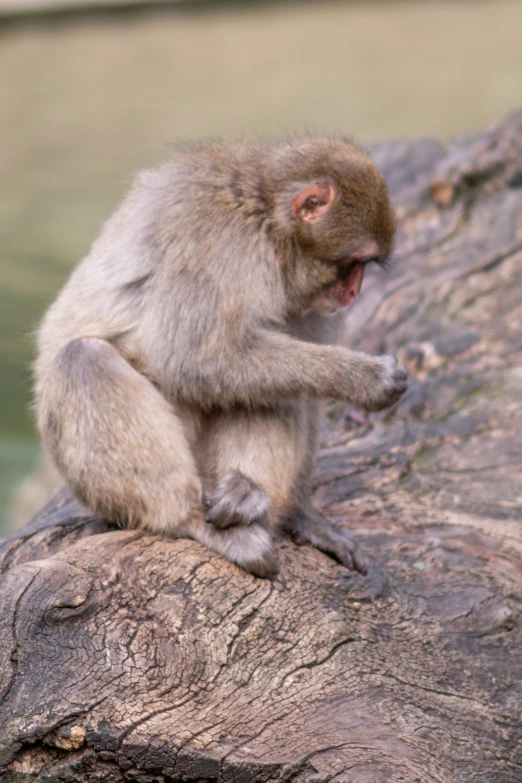 a monkey sitting on the rock with his paws crossed