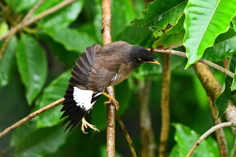 a black and white bird sitting on a nch