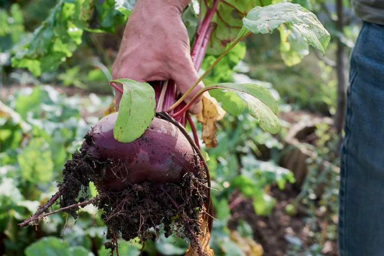 a person that is holding a beet