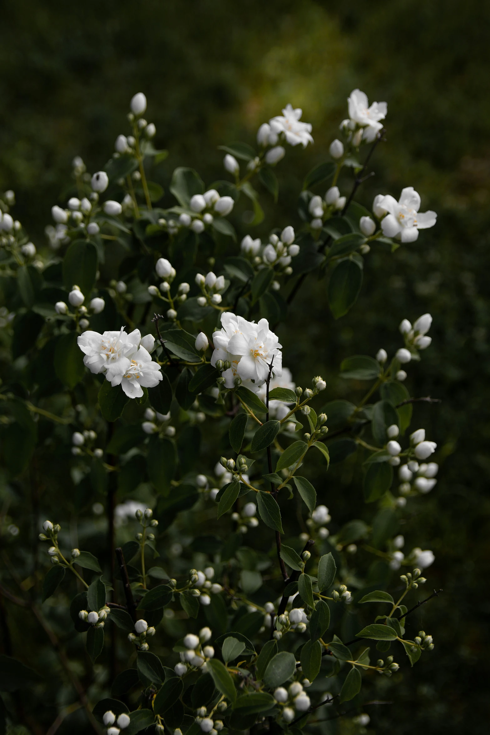 white flowers blooming through some green foliage