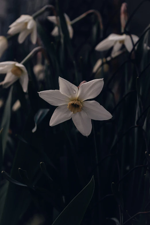 white and yellow flower on the side of a road