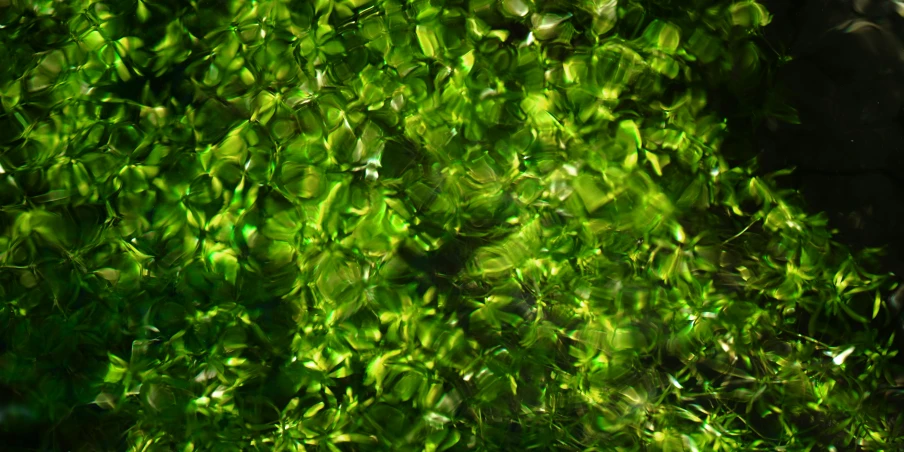 water and plants in the sunlight from below