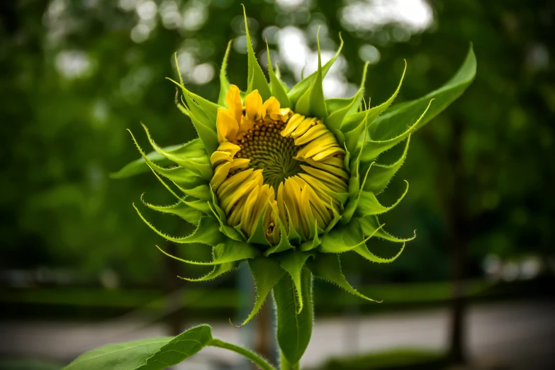 there is a large flower that is yellow and green