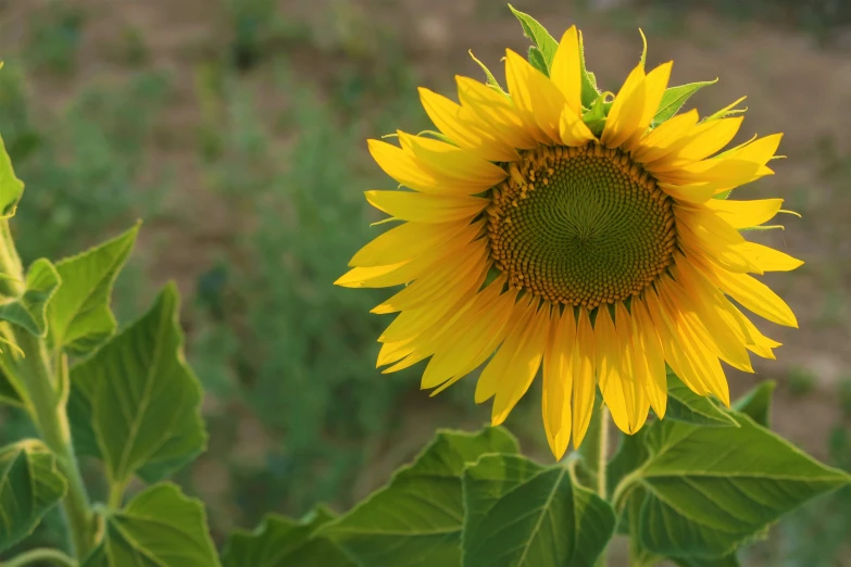 a yellow sunflower with very big leaves