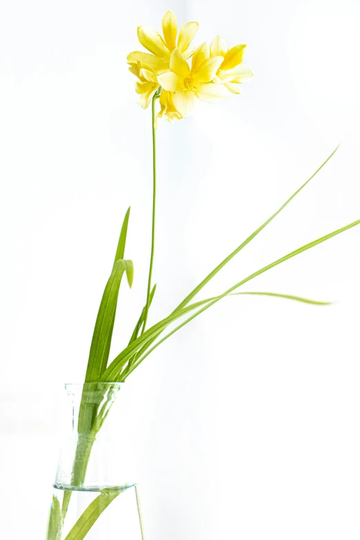 a close up of a small vase with some water and a flower