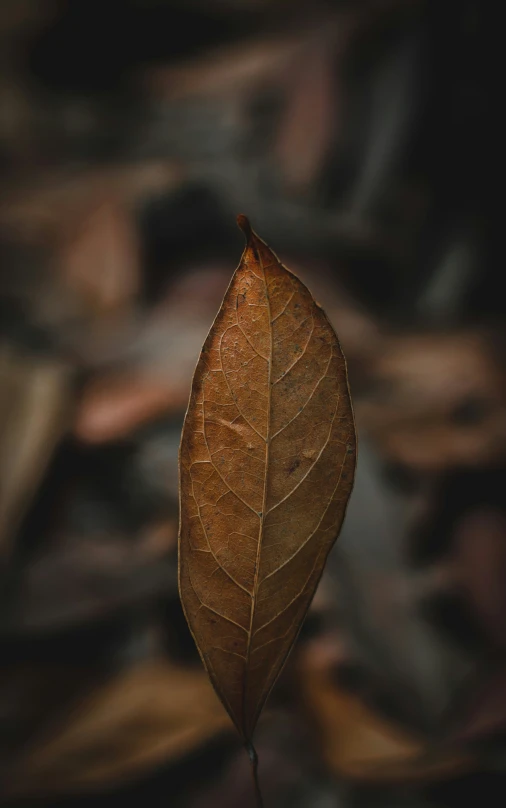 a leaf with several thin leaves on it