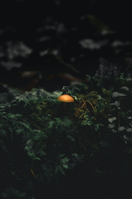 a po taken at night in the forest with a mushroom