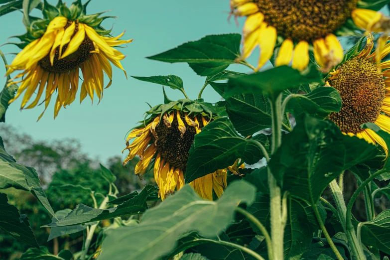 a large cluster of sunflowers stand tall as they look up into the sky