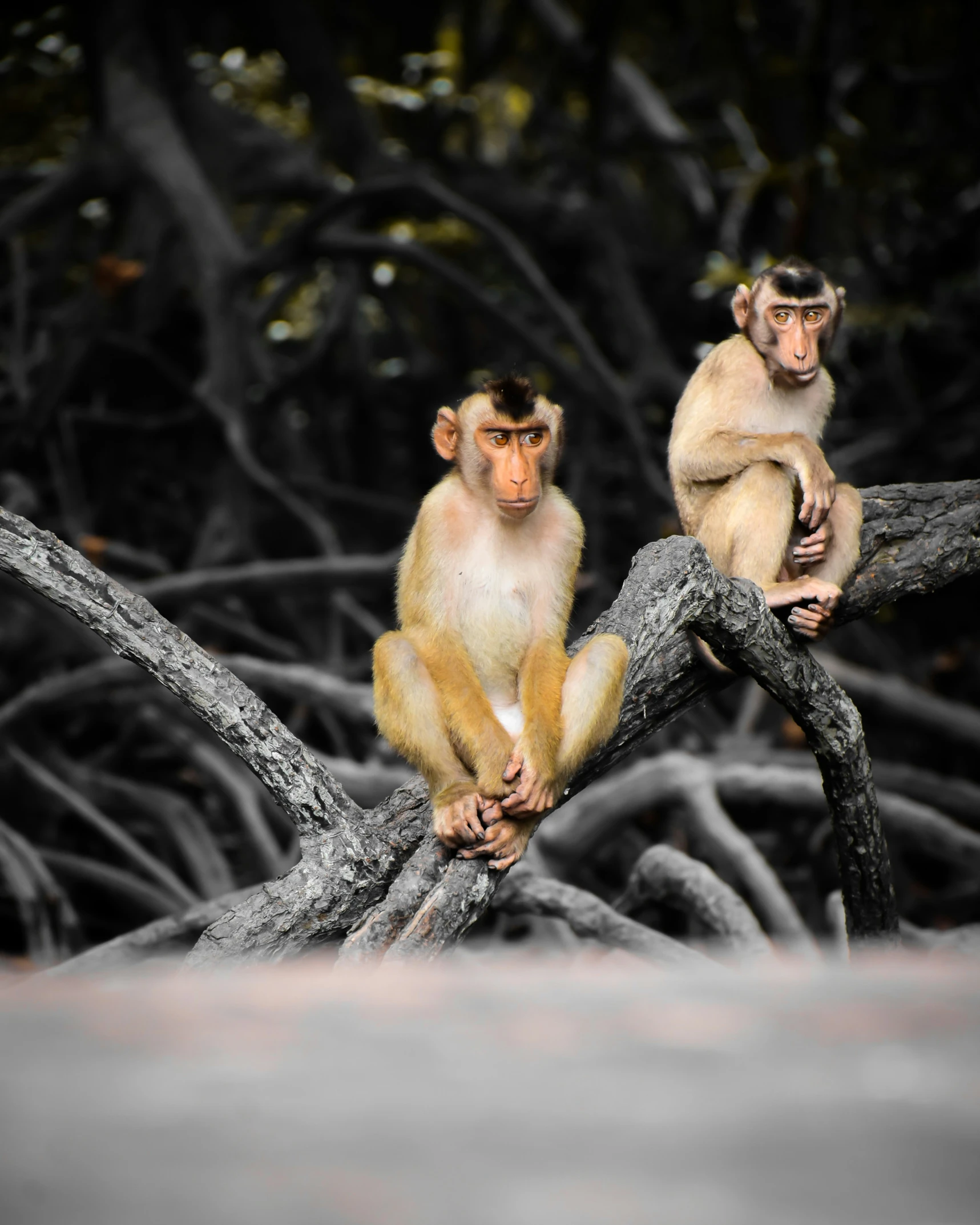 two monkeys that are on a tree limb