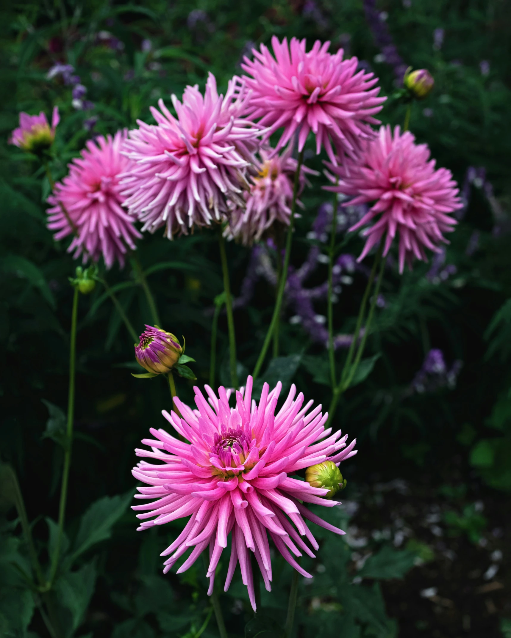 some pink flowers grow in a field