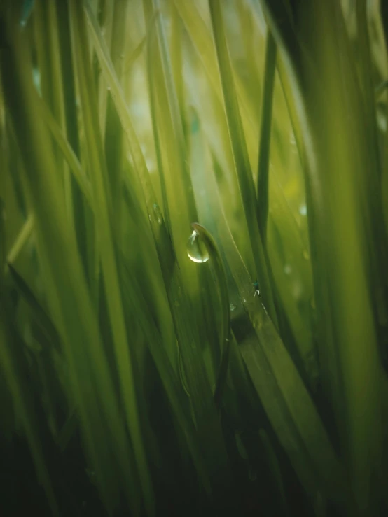 the green grass is wet with water droplets