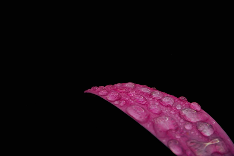 a pink flower is partially open and covered in drops