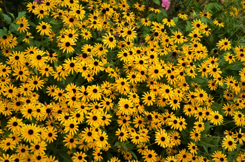 a large patch of yellow and pink flowers in the grass