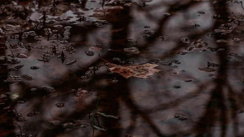 a wet surface has leaves and other things on it