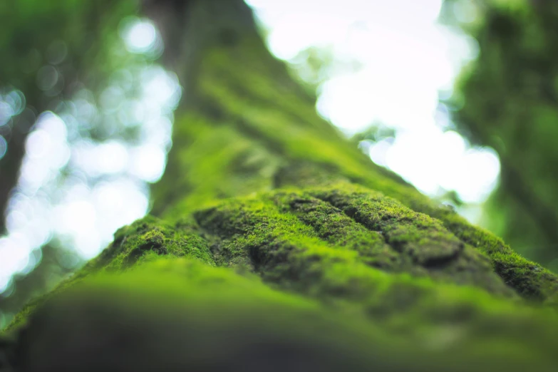 a close up of a tree nch with moss growing on it