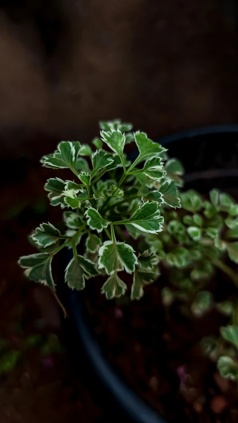 small green leafy plant in a pot