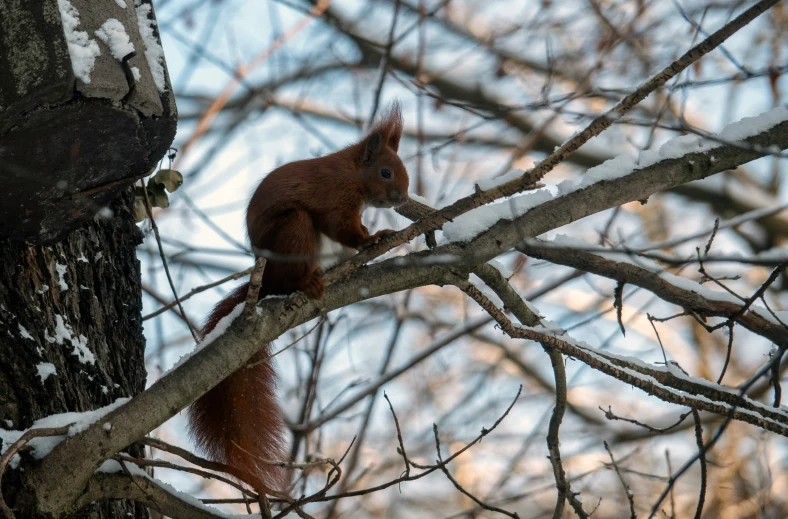 a squirrel is standing on the tree nch